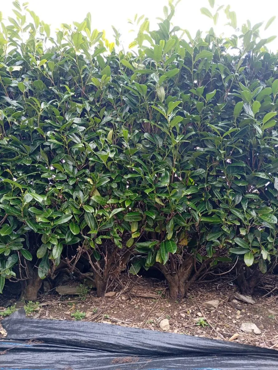 Laurel hedging - Image 1