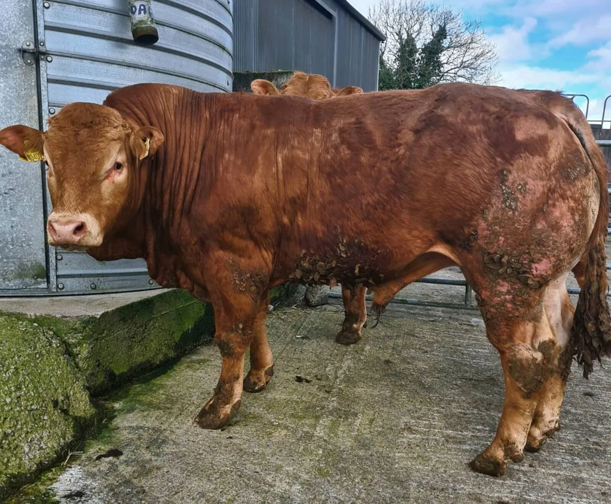 Pedigree Registered Limousin Bulls - Image 1