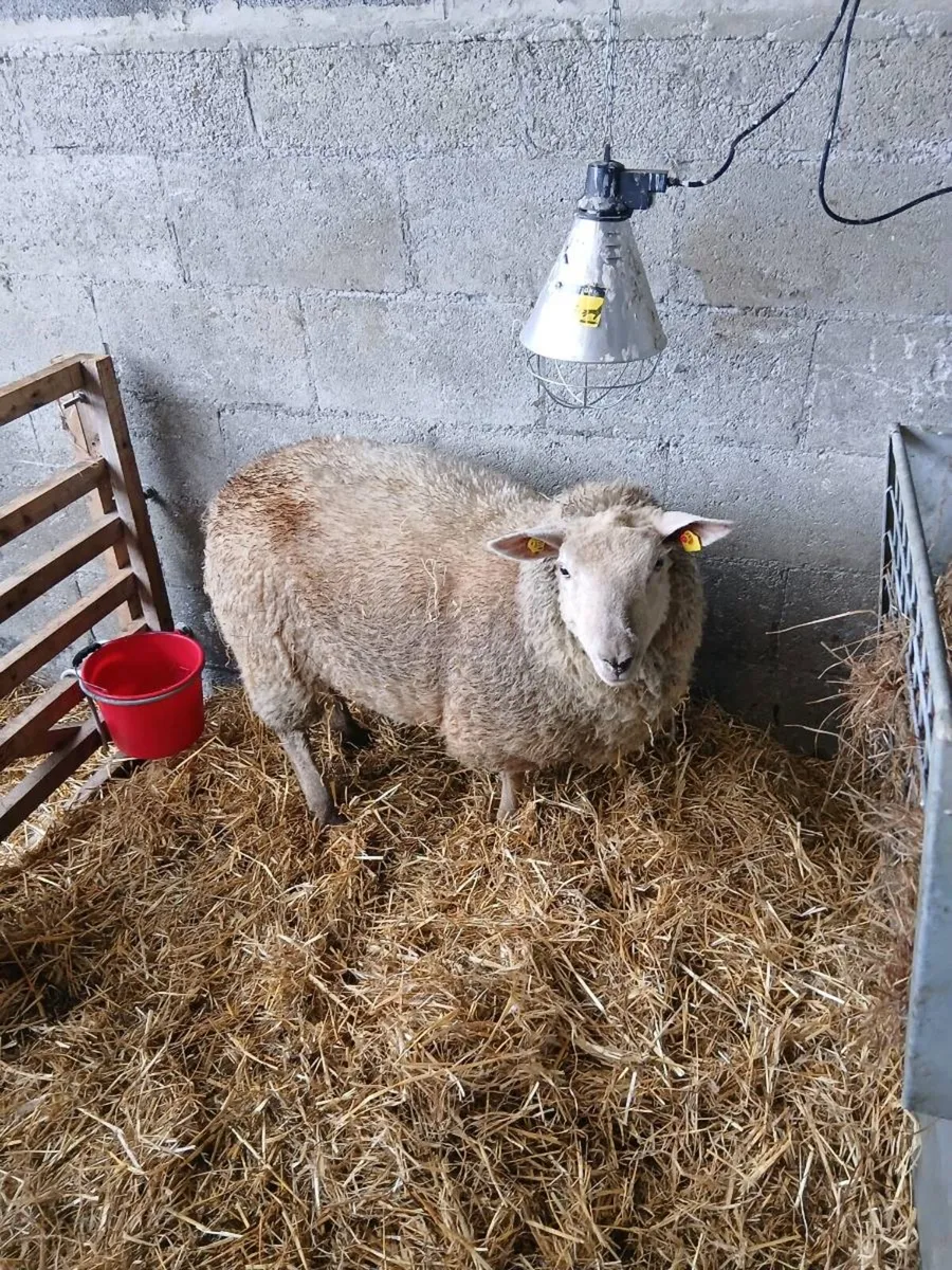 Foster Hogget Ewe - Image 1
