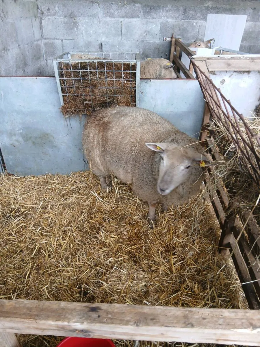 Foster Hogget Ewe - Image 2