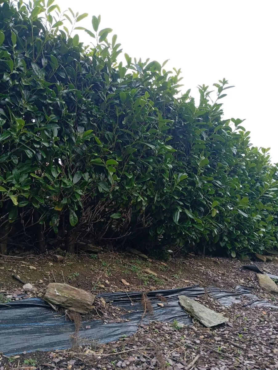 Laurel hedging - Image 2
