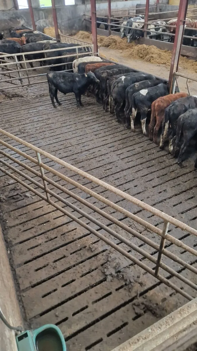 Bull weanlings - Image 2