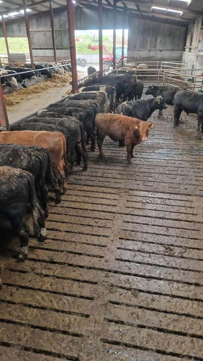 Bull weanlings - Image 1