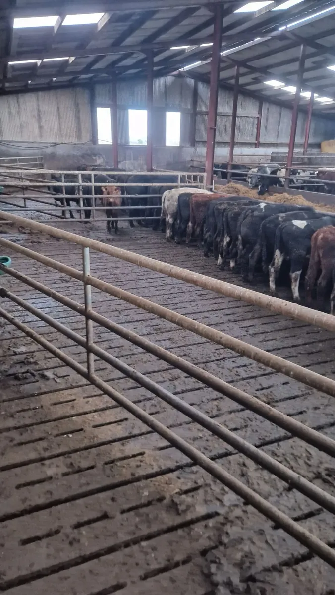 Bull weanlings - Image 3