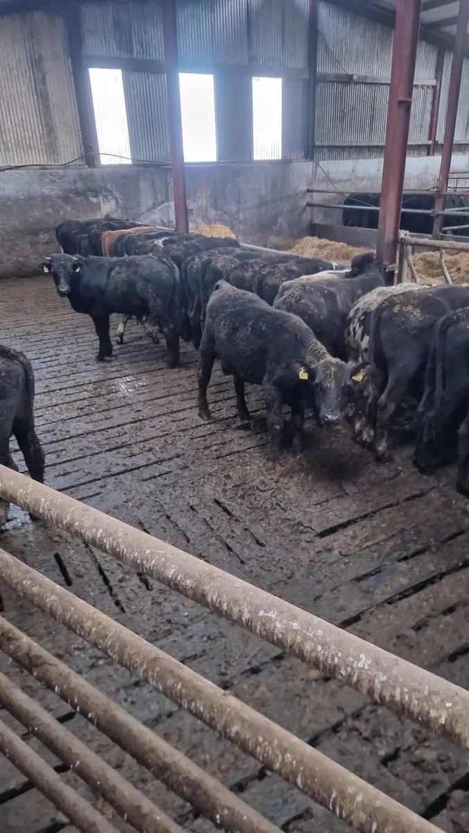 Bull weanlings - Image 4