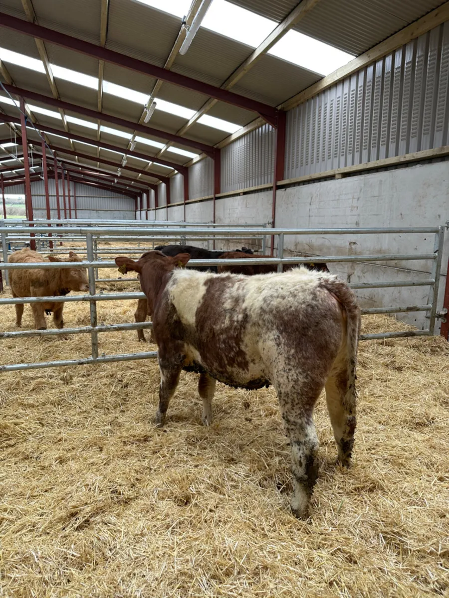 Roaned beef shorthorn heifer - Image 1