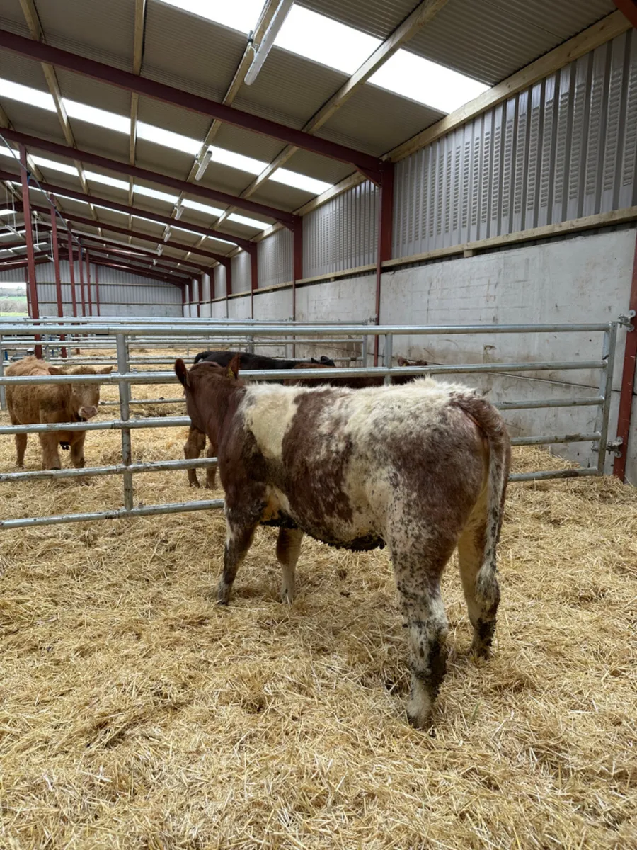 Roaned beef shorthorn heifer - Image 2