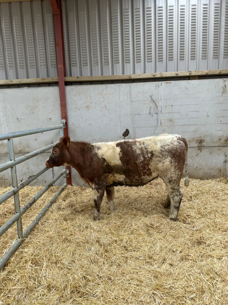 Roaned beef shorthorn heifer - Image 4