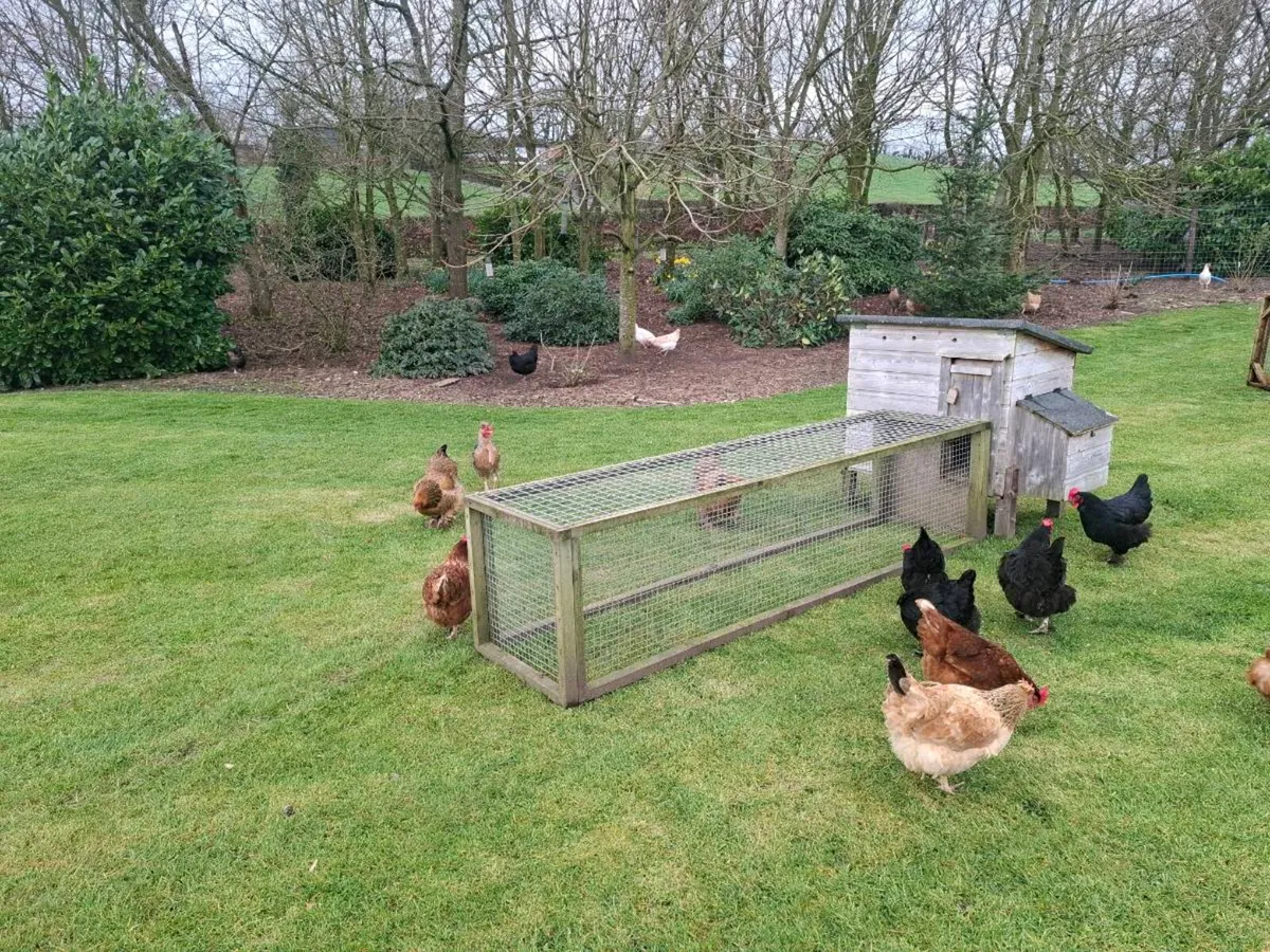 Chicken coop rabbit run - Image 1