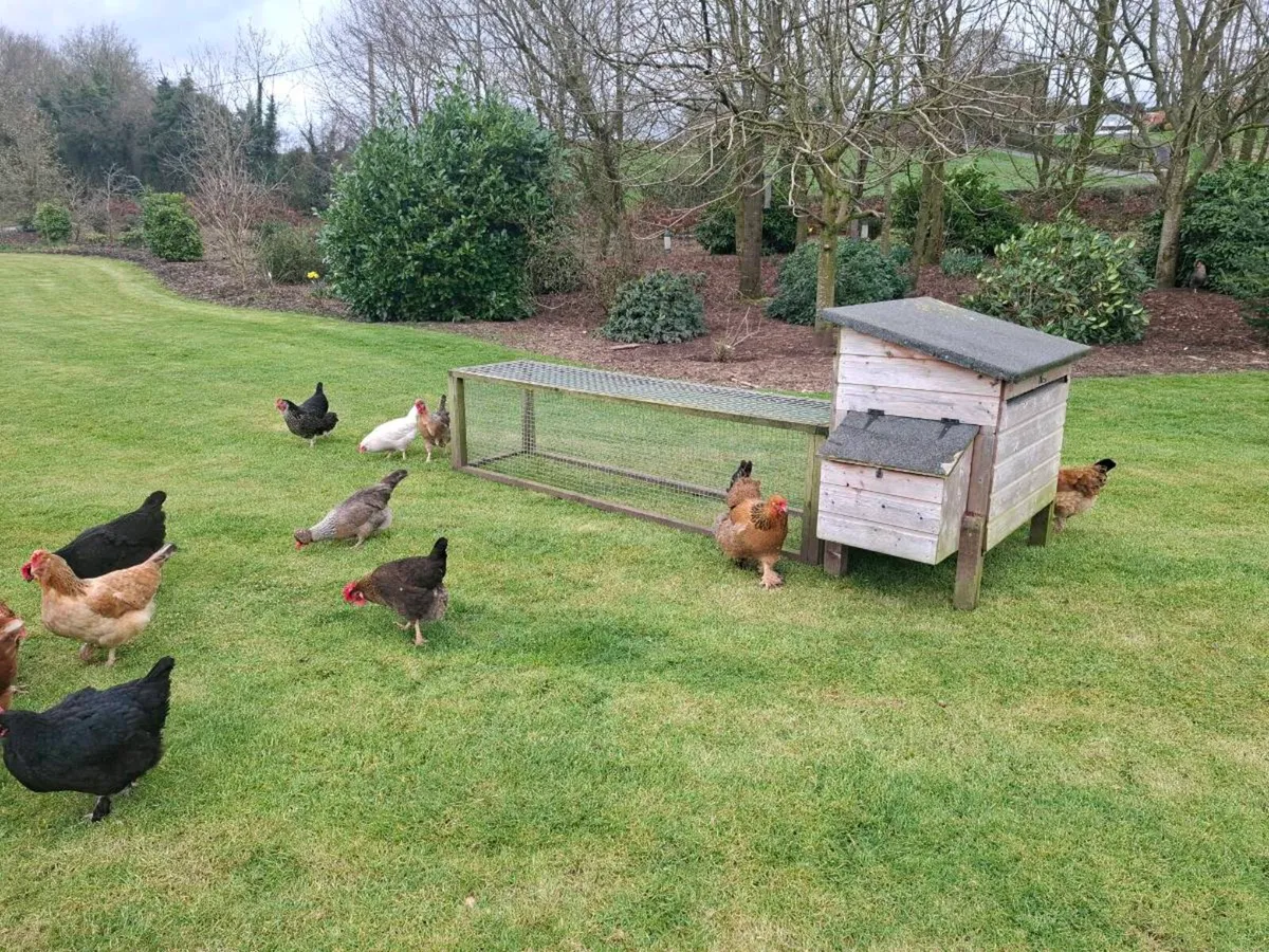 Chicken coop rabbit run - Image 2