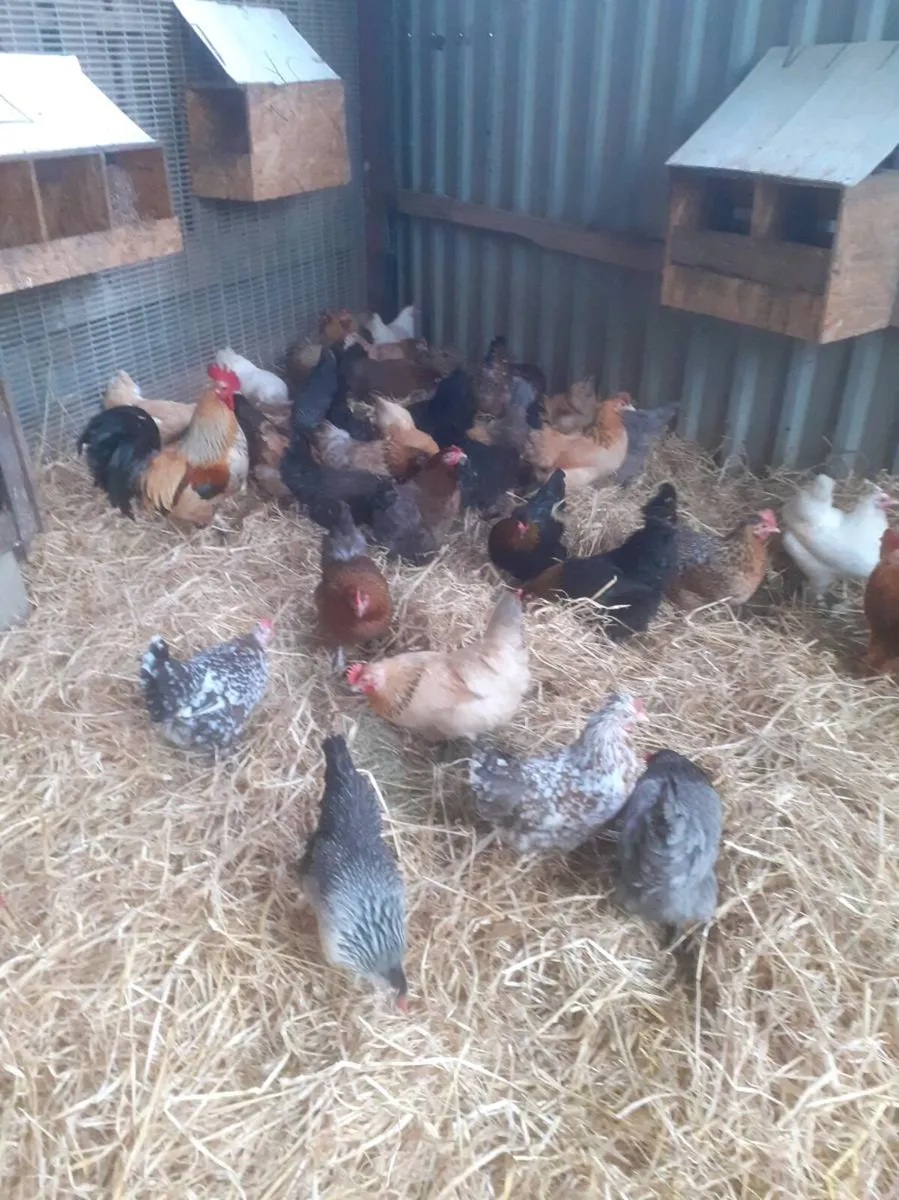 Bantams - Image 4