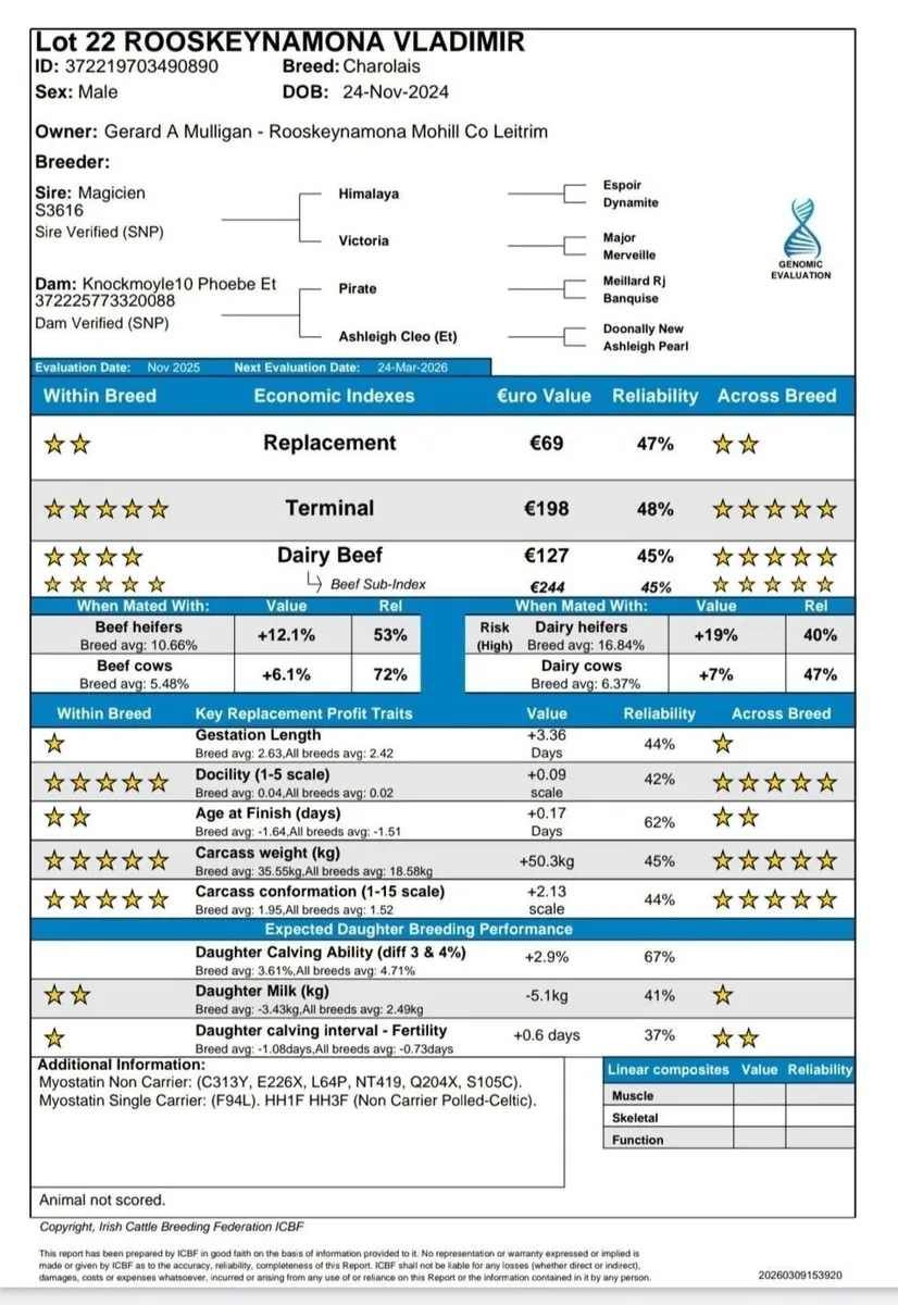 Lot 22 & 27 Charolais Premier sale this Saturday - Image 4