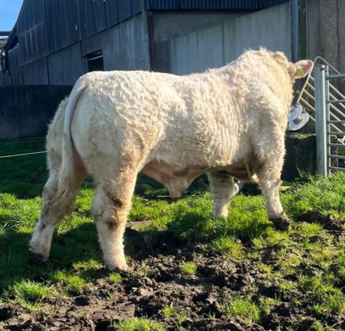Lot 22 & 27 Charolais Premier sale this Saturday - Image 3