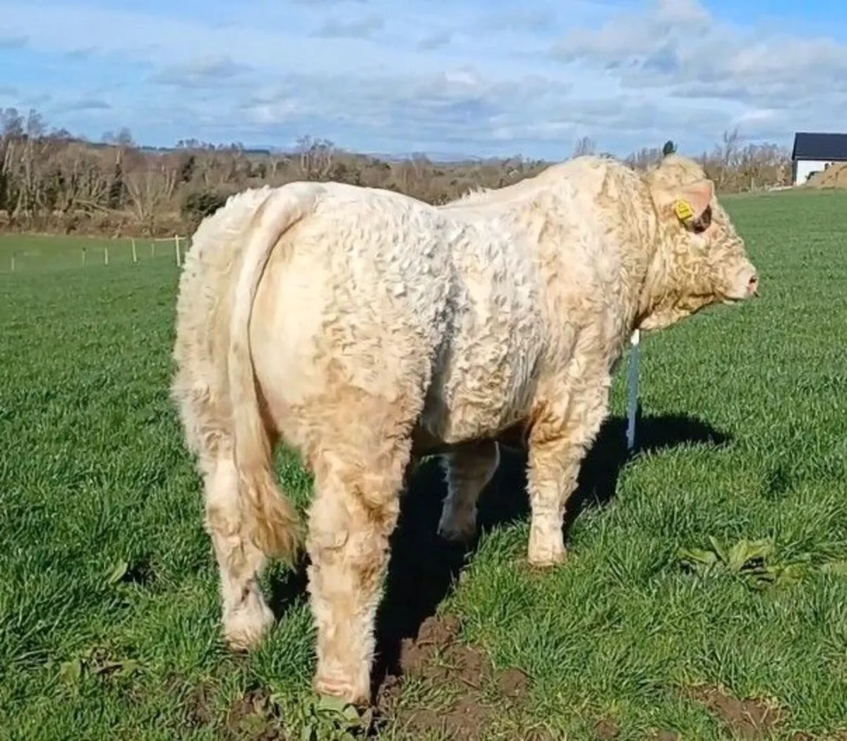 Lot 22 & 27 Charolais Premier sale this Saturday - Image 1