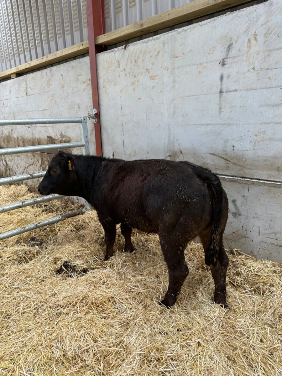 Lim show heifer - Image 4