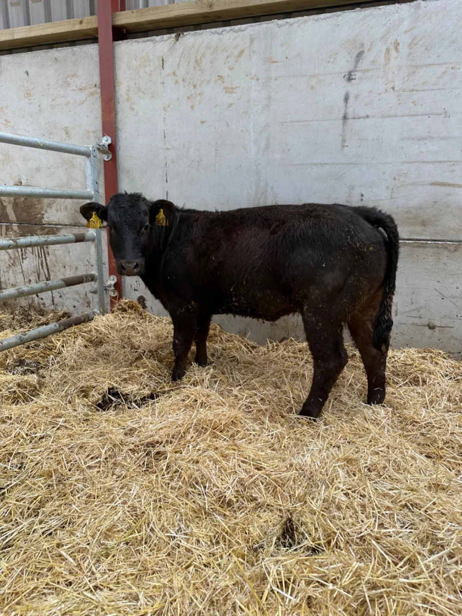 Lim show heifer - Image 3