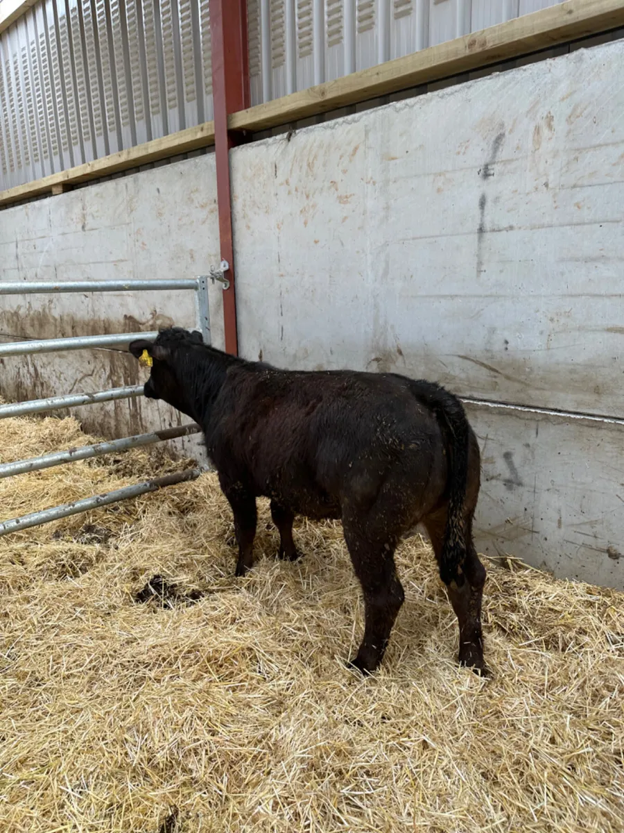 Lim show heifer - Image 2