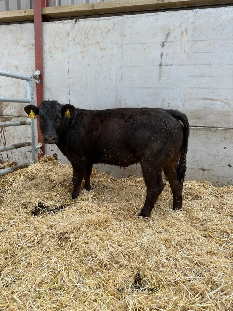 Lim show heifer - Image 1