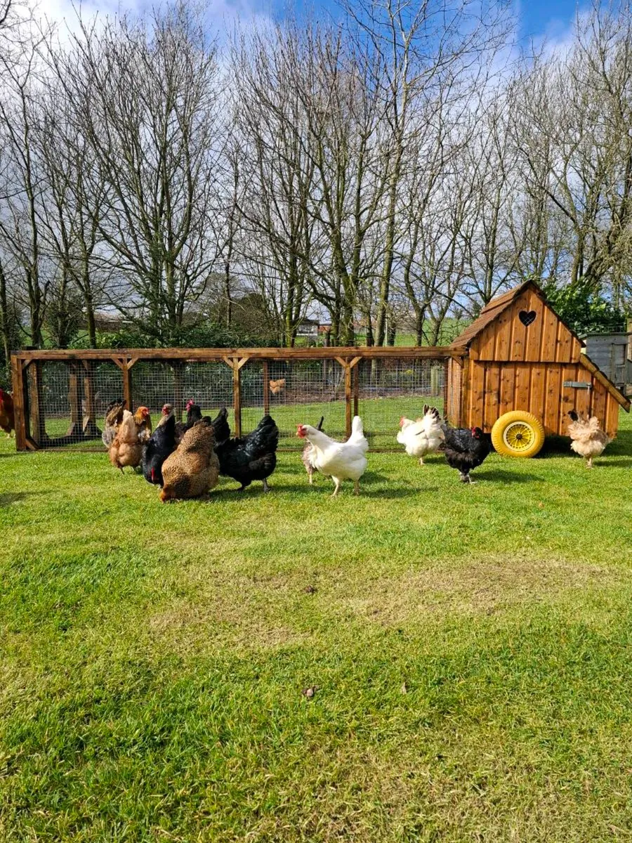 Chicken coop pet enclosure - Image 4