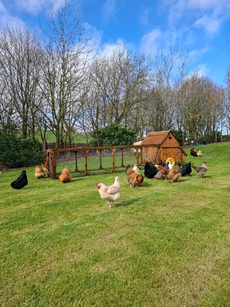 Chicken coop pet enclosure - Image 1