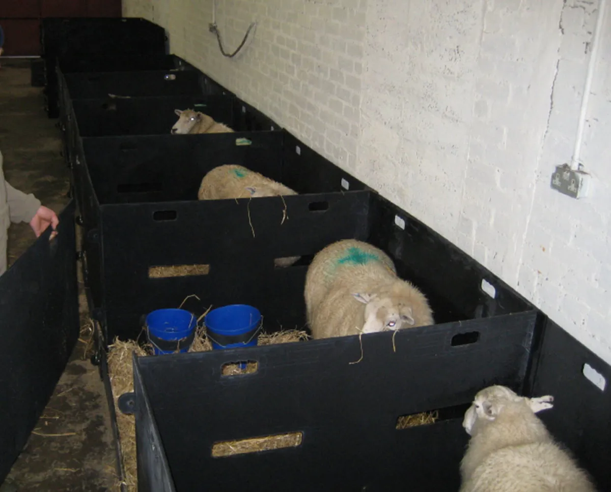 Sheep Pens - Image 2