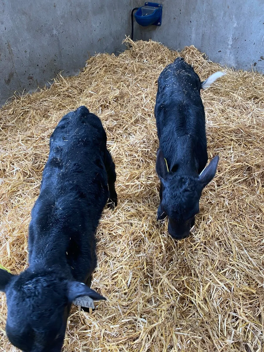 Calves For Sale - Image 2