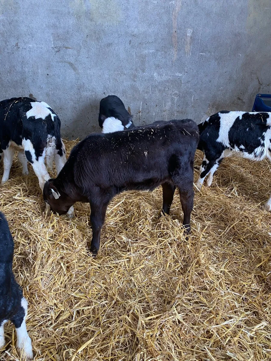 Calves For Sale - Image 1
