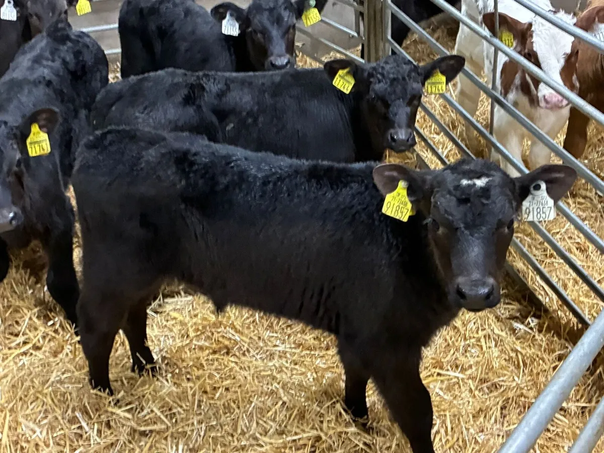 10 Real Proper R Grade AA Bull Calves - Image 3