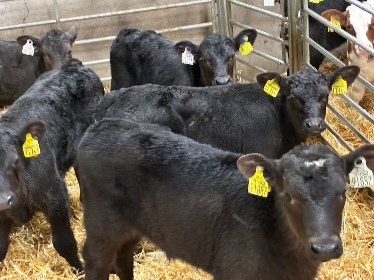 10 Real Proper R Grade AA Bull Calves - Image 1