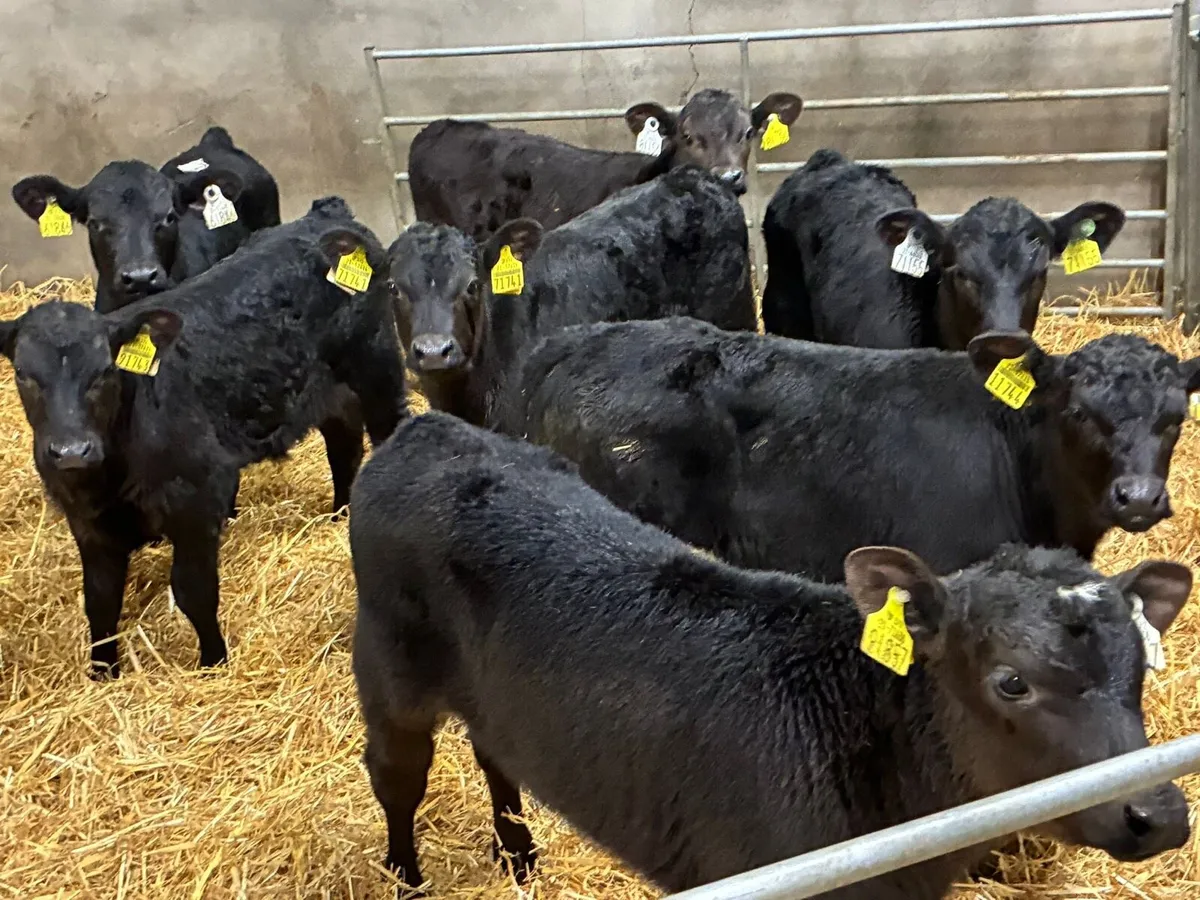 10 Real Proper R Grade AA Bull Calves - Image 2