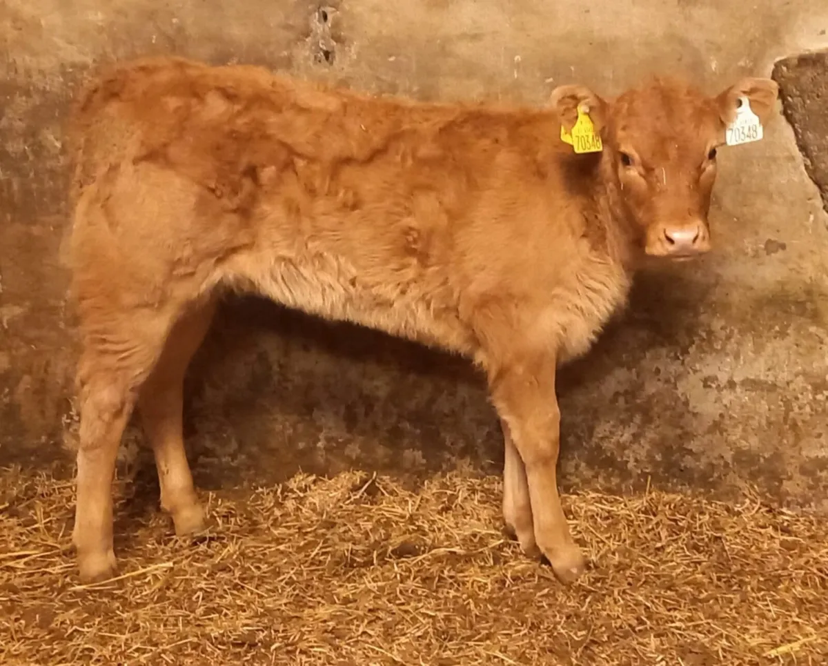 LIMOUSIN HEIFER CALF OFF MILK