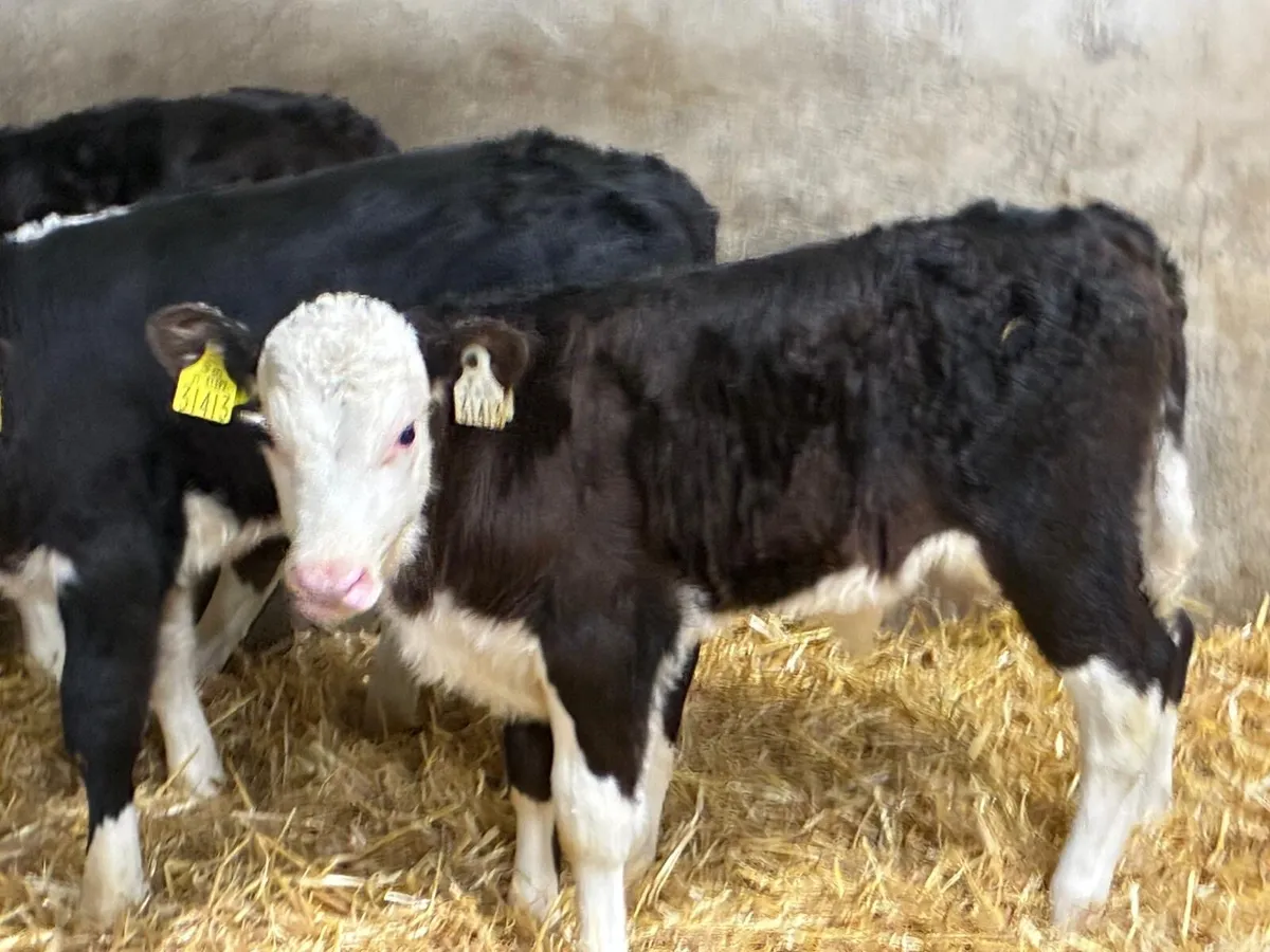 Real Proper Hereford Bull Calves - Image 2
