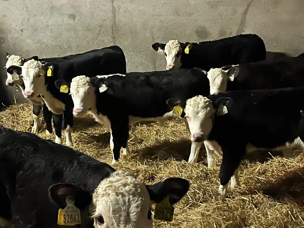 28 Serious Hereford Bull Calves - Image 2