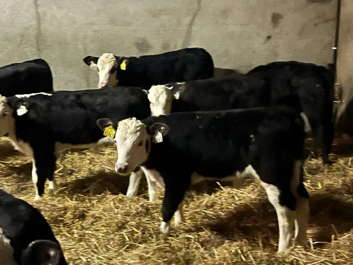 28 Serious Hereford Bull Calves - Image 3