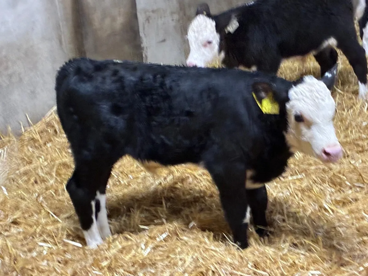 28 Serious Hereford Bull Calves - Image 4