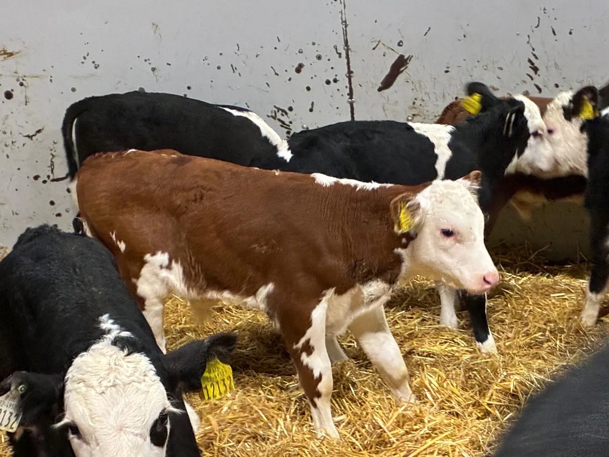 Real Proper Hereford Bull Calves - Image 4