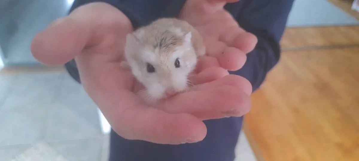 Hamster with Cage - Image 2