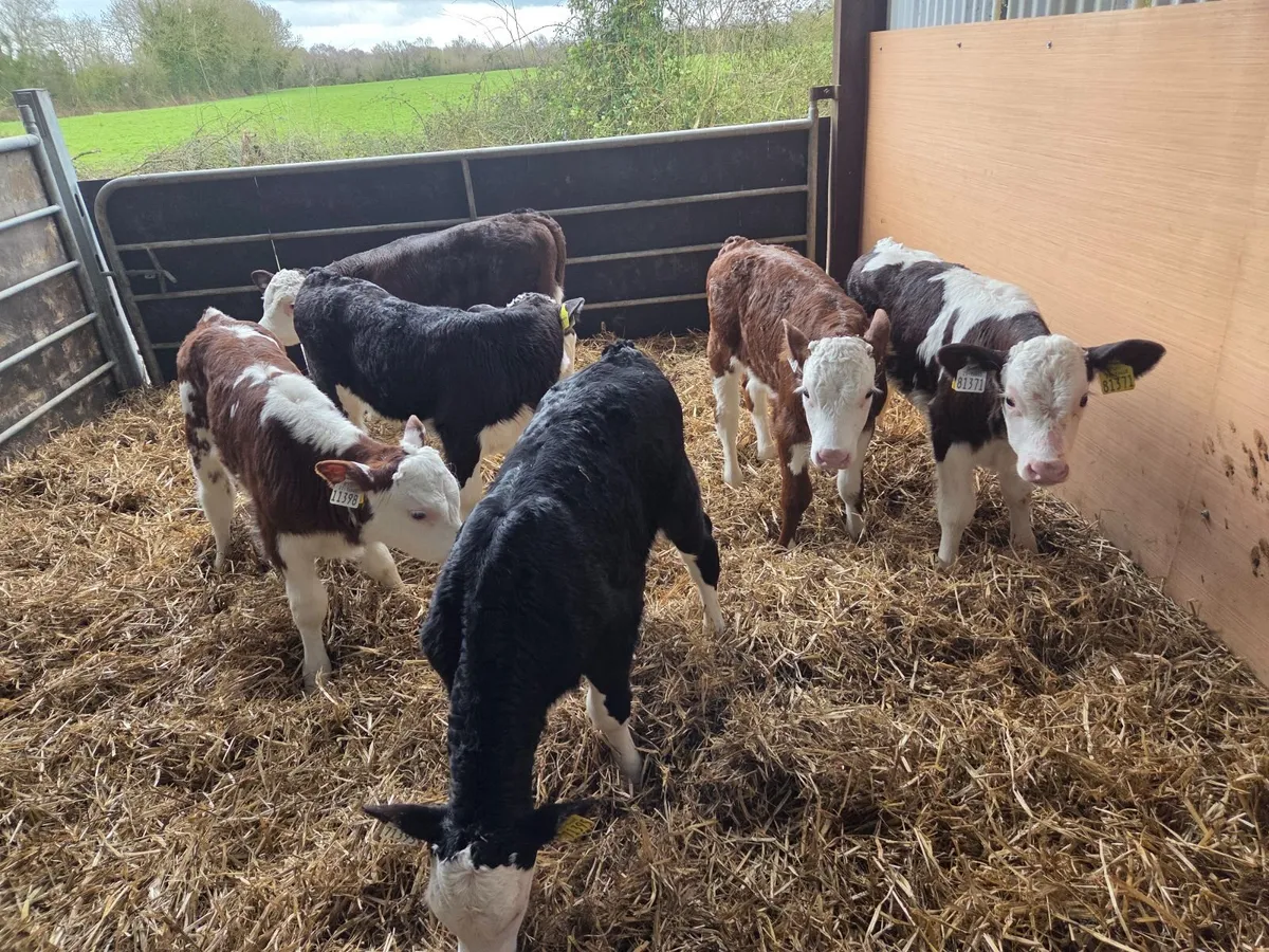 Super hex bull calves - Image 1