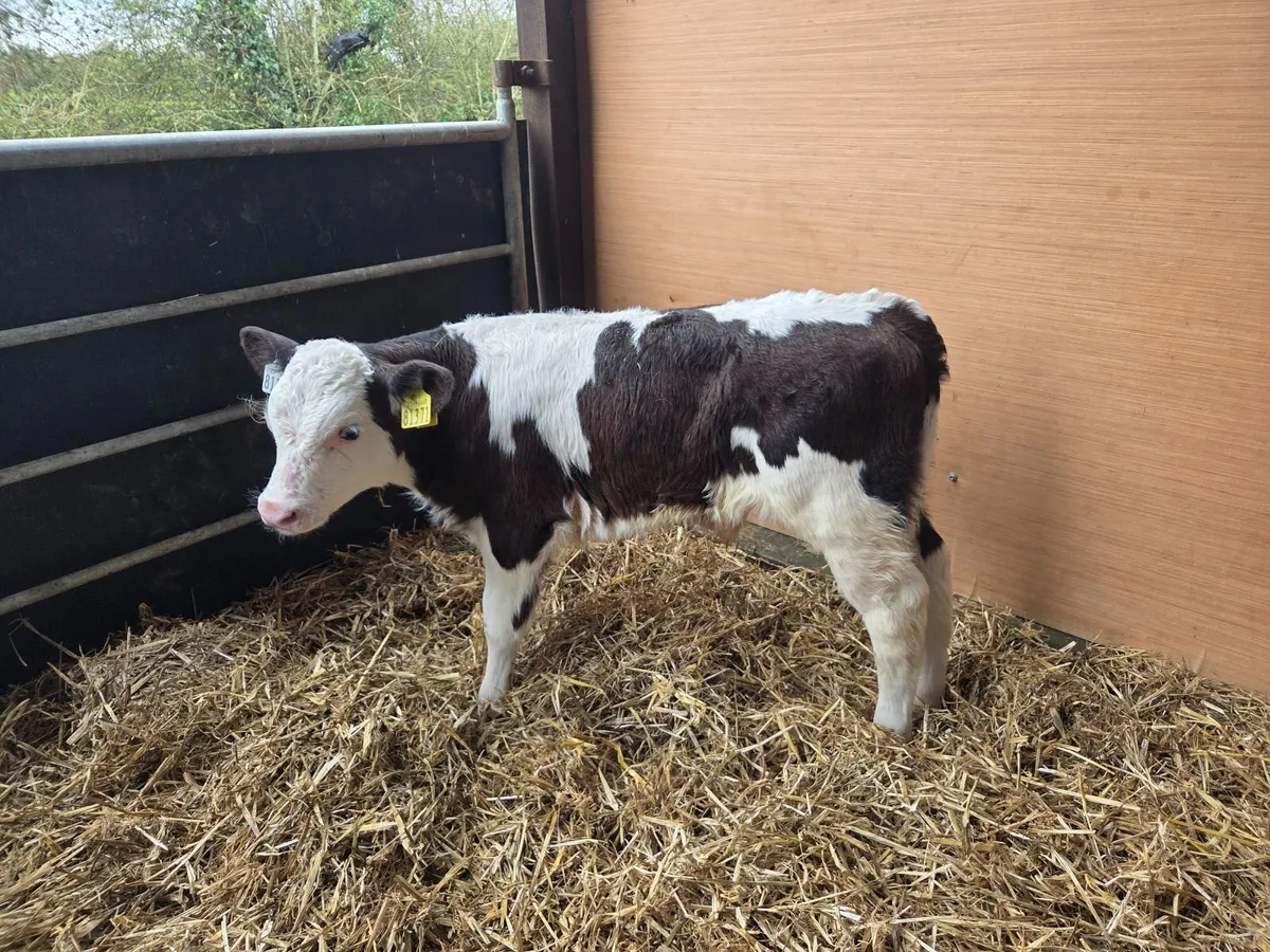 Super hex bull calves - Image 2