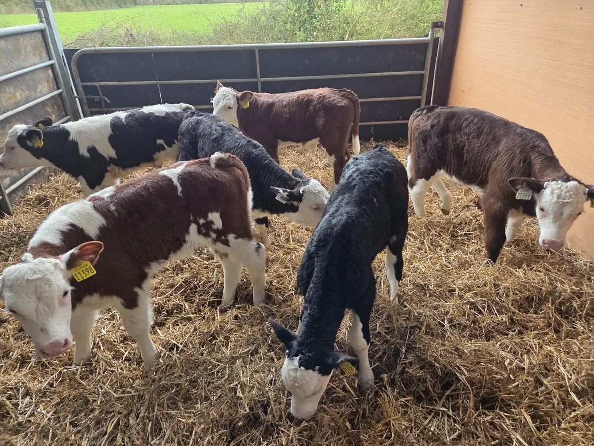 Super hex bull calves - Image 3