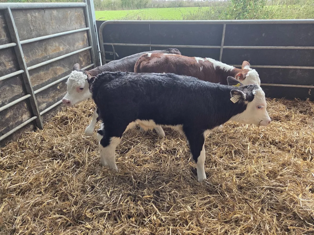 Super hex bull calves - Image 4