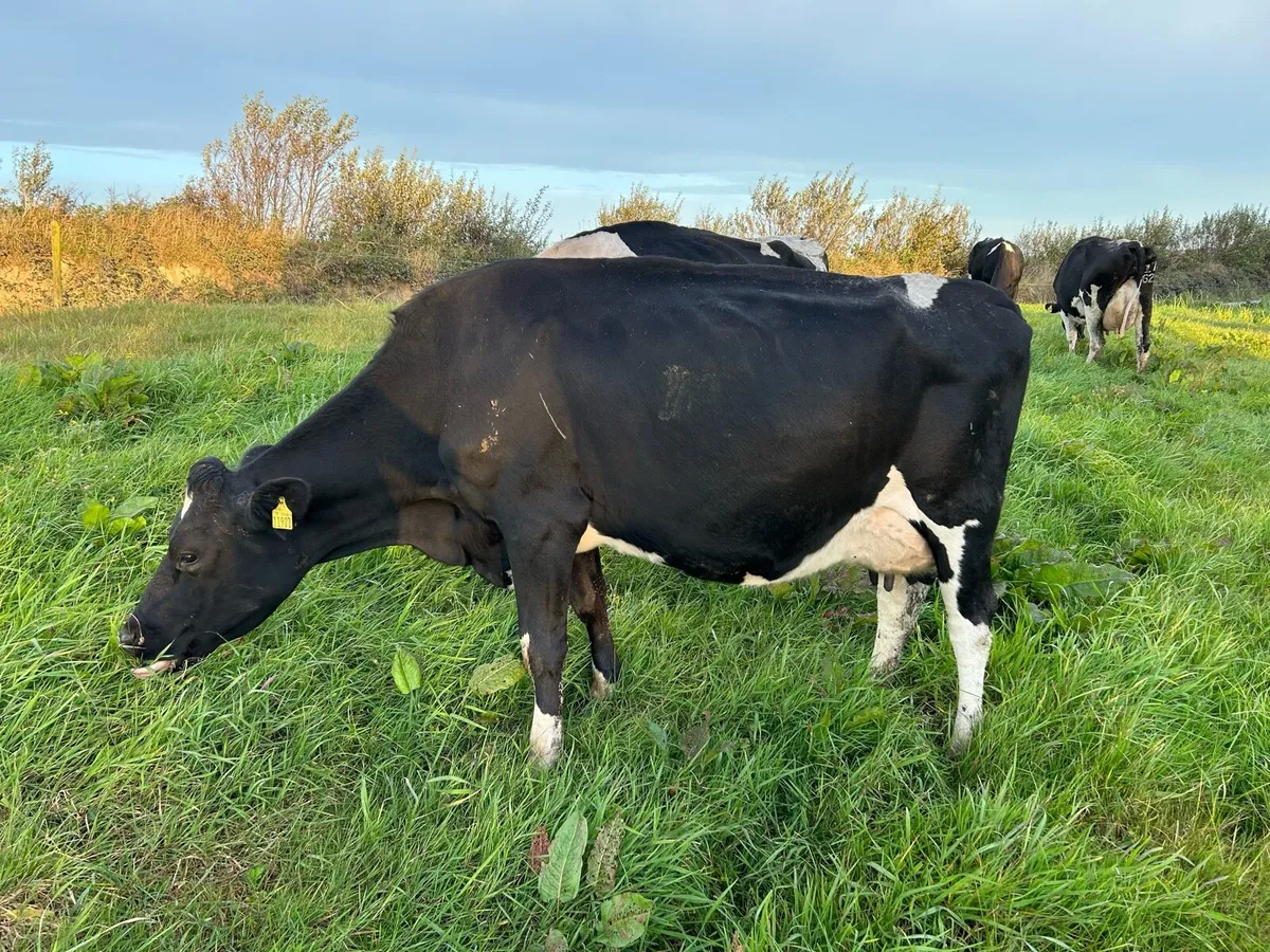 April Calving Dairy Cows - Image 1