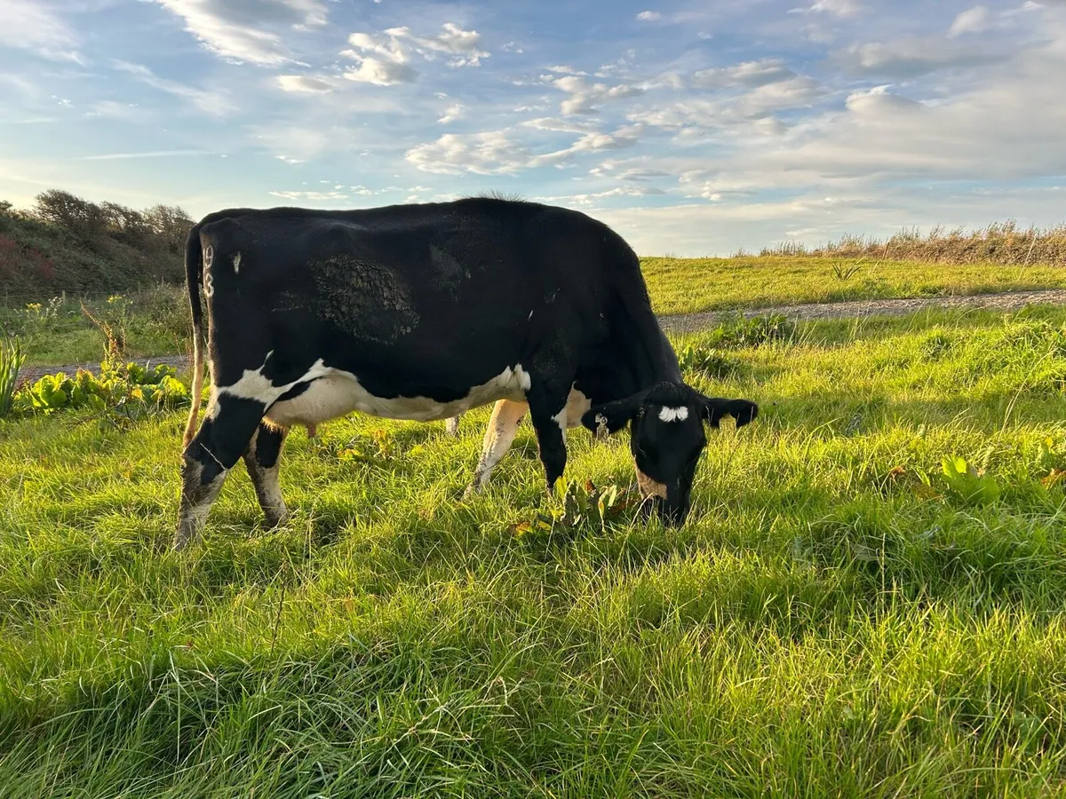 April Calving Dairy Cows - Image 2