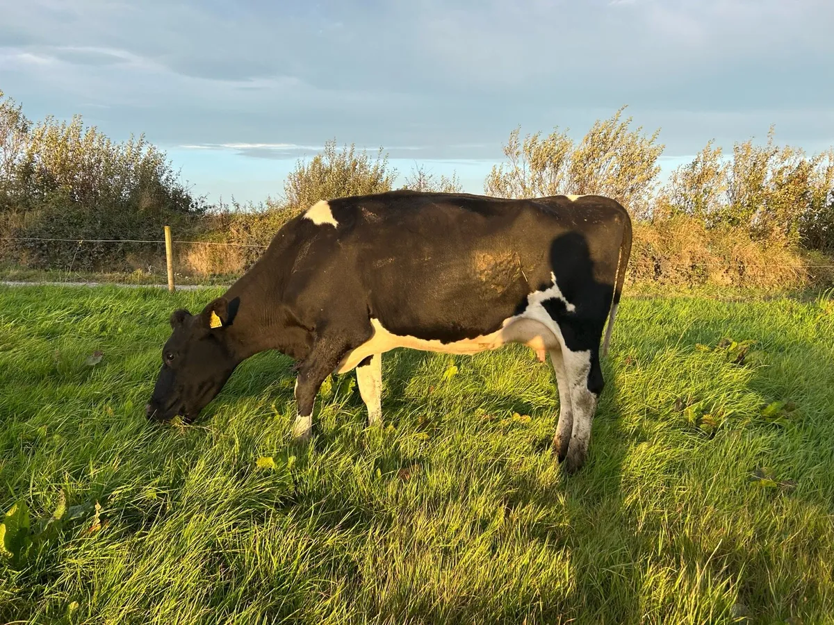 April Calving Dairy Cows - Image 4