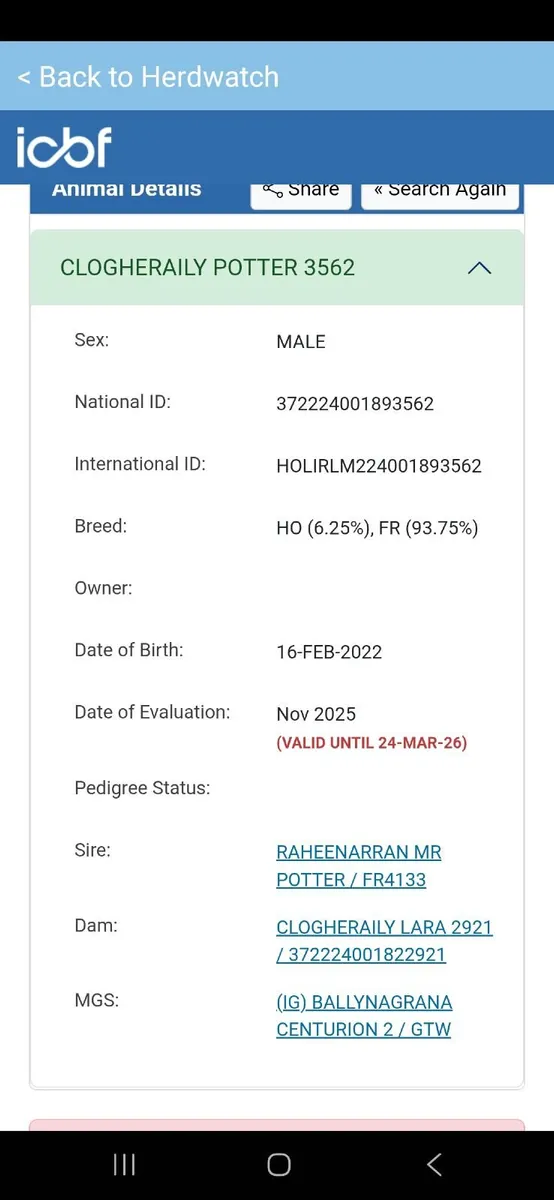 Fr heifer calves - Image 2