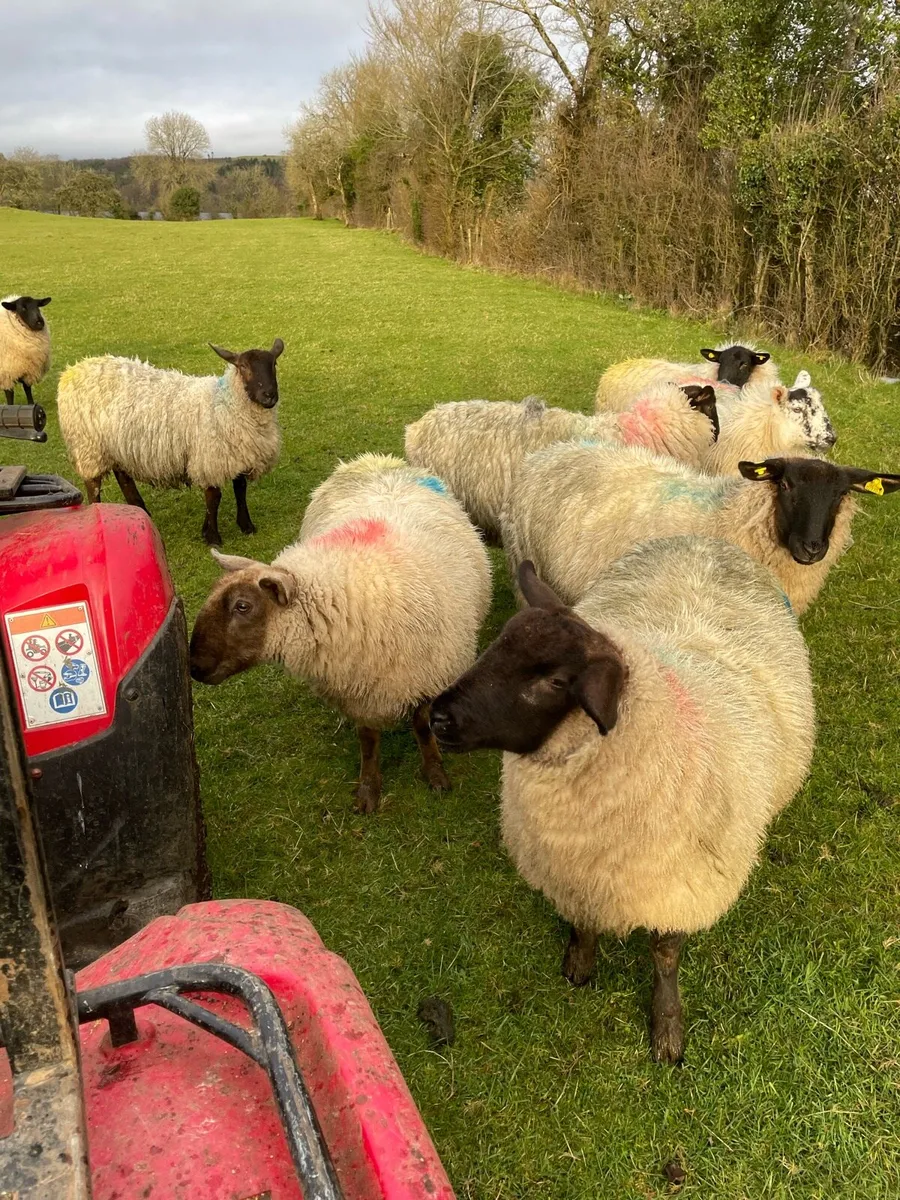 Hogget ewes - Image 1
