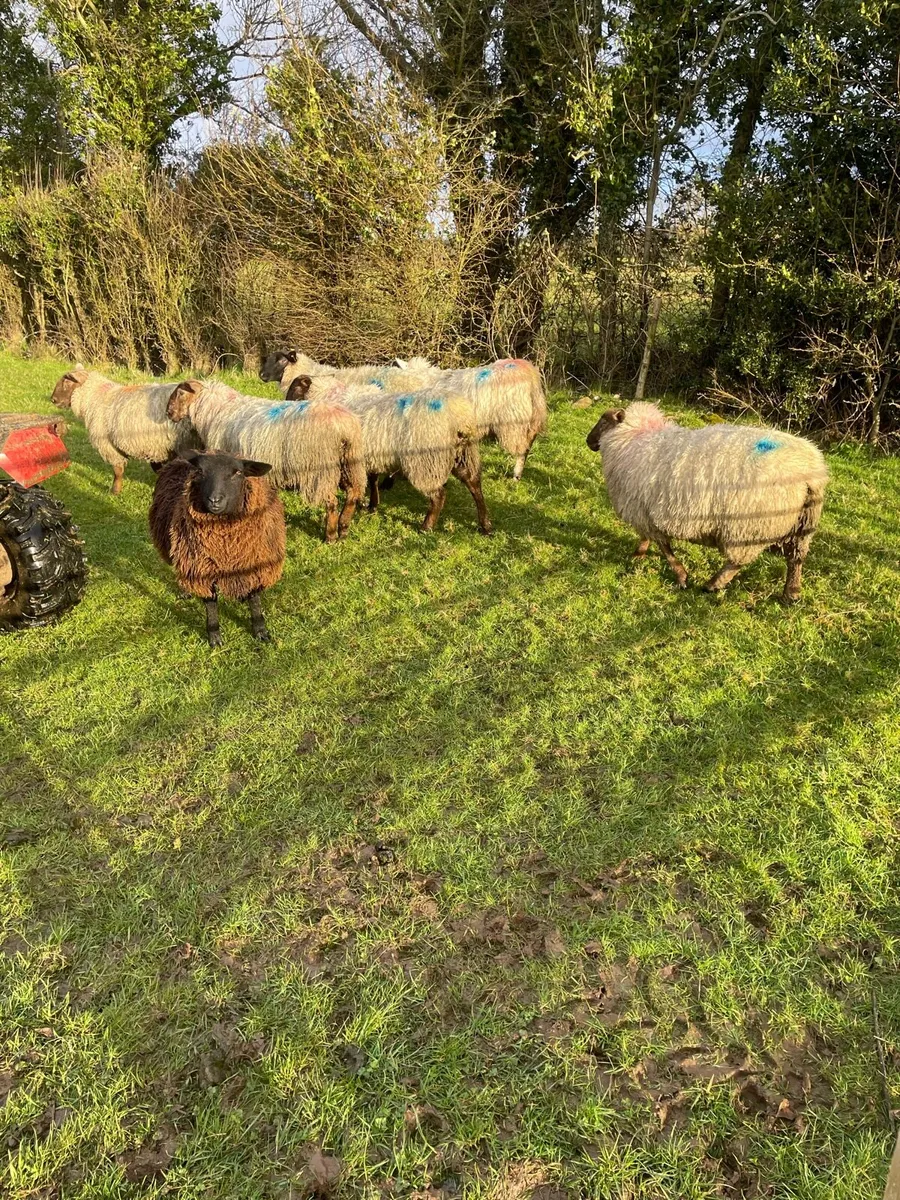 Hogget ewes - Image 2