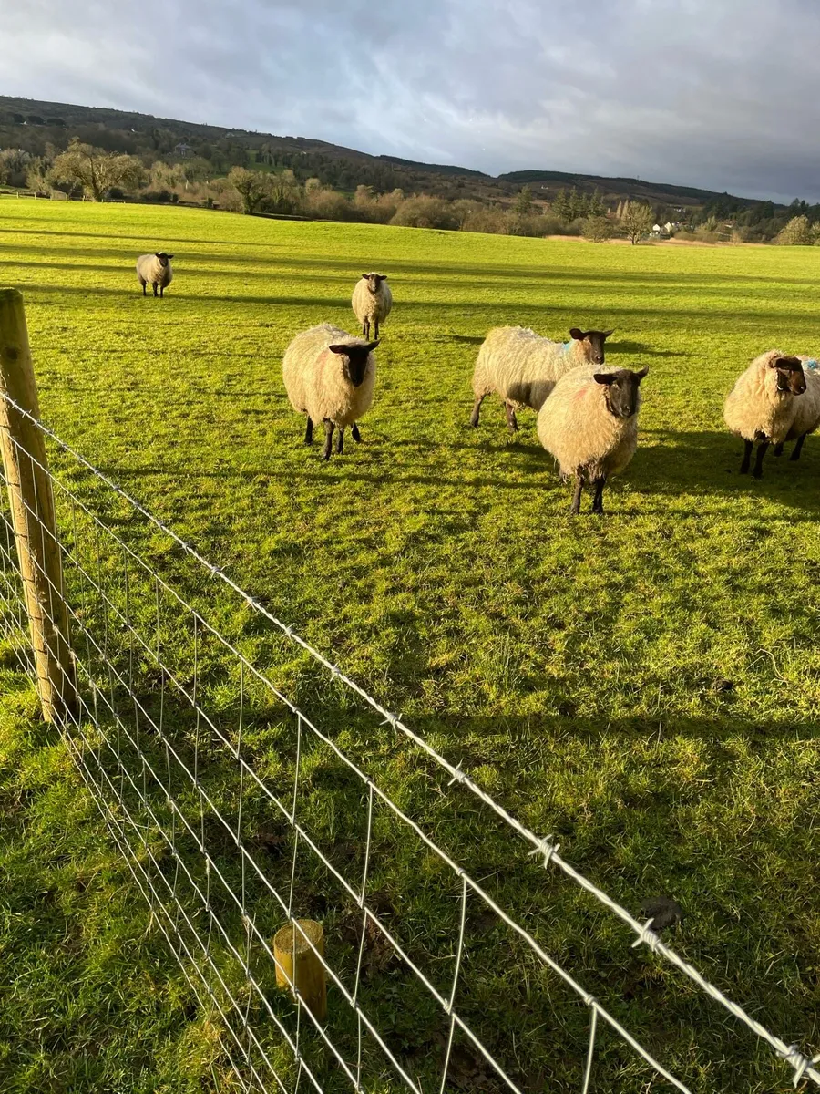 Hogget ewes - Image 3