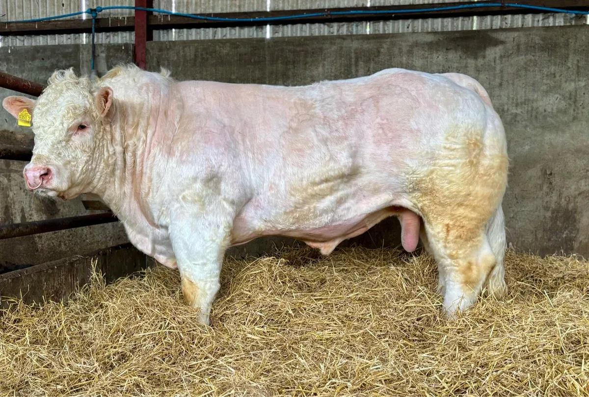 Pedigree Charolais bull - Image 1