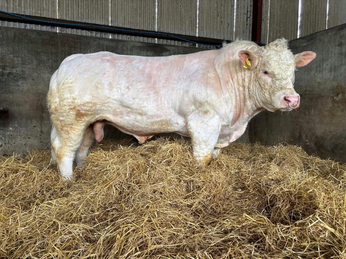Pedigree Charolais bull - Image 2